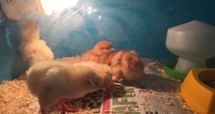 Easter Chicks coming soon in April 2017