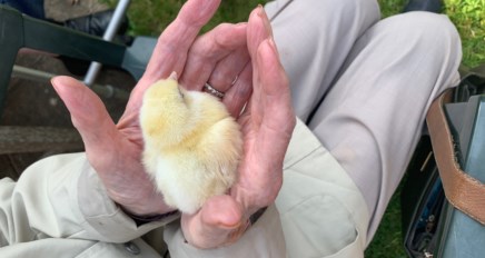 Easter Chicks 2019